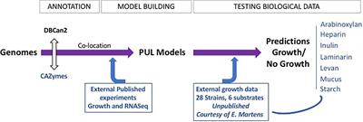 FiberGrowth Pipeline: A Framework Toward Predicting Fiber-Specific Growth From Human Gut Bacteroidetes Genomes